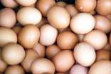 土雞蛋與普通雞蛋的營(yíng)養(yǎng)成分有差別嗎