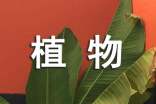 觀察植物日記(精選42篇)