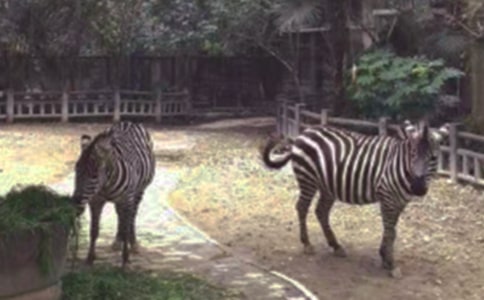 失憶在斑馬線上作文