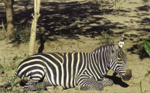 С�లȫ���R���̰�����˼