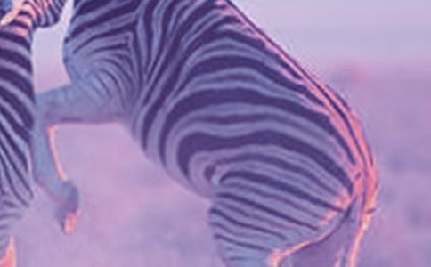 ���R�����꼉����