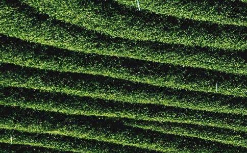 茶葉供貨合同14篇