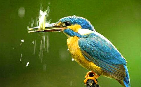 《翠鳥》精品教案