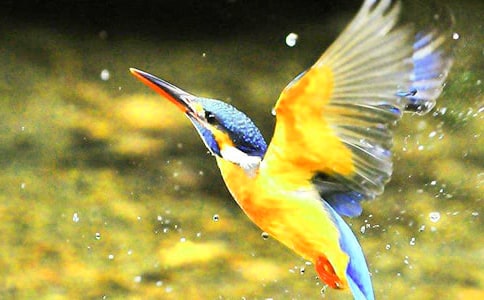 ���B�̌W��˼