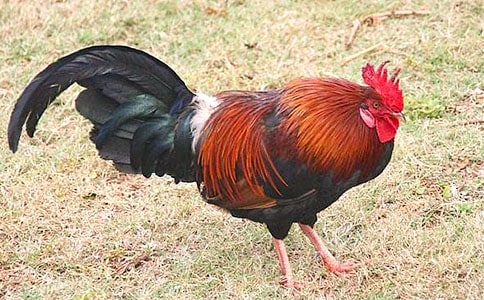 小鴨子和小公雞教案