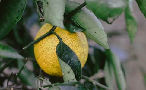 ���@���а��f(xi��)�h�� (�R��6ƪ)