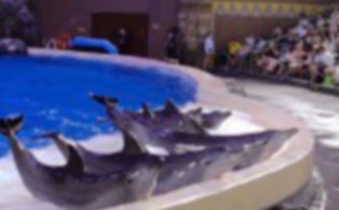 藍(lán)色海豚灣讀后感