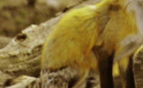 讀《了不起的狐貍爸爸》有感10篇