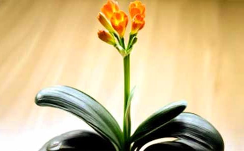 �茑�����m�ľ��Ӵ�ȫ