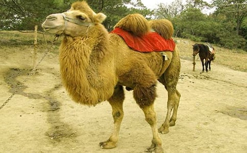 駱駝王子讀后感700字