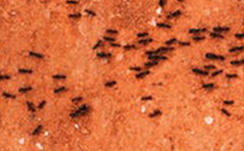 С�ཡ���̰���СΛρ�\(y��n)�Z����ͨ��9ƪ��