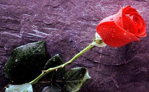 遙遠(yuǎn)的野玫瑰村小學(xué)讀后感