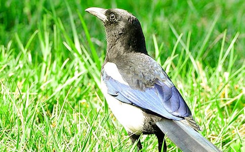 《樹和喜鵲》優(yōu)秀教學(xué)設(shè)計(jì)