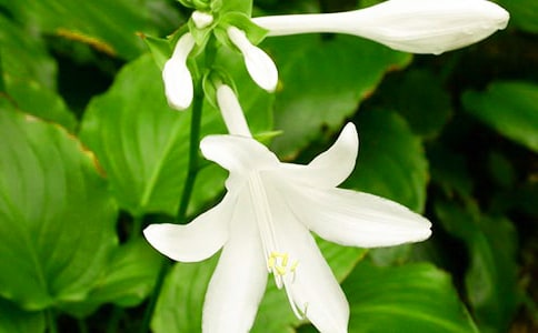 һ��ҹ��(l��i)��