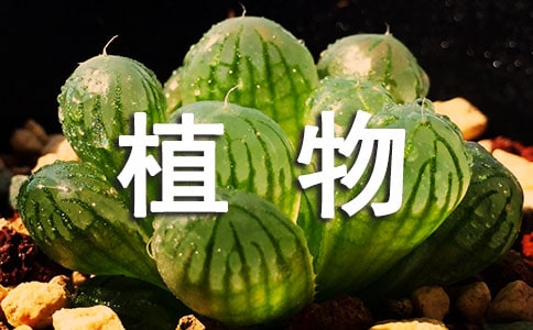 四年級(jí)科學(xué)《植物怎樣生存》教學(xué)設(shè)計(jì)