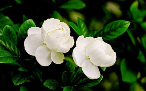 中班藝術(shù)茉莉花教案(通用12篇)