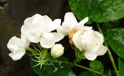 ���򻨵��B(y��ng)ֳ������B