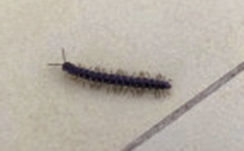 ����w���̰����옷��С���̰����̌W��˼