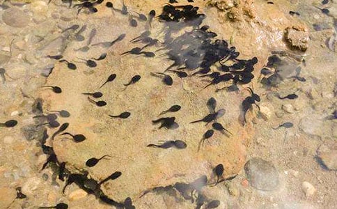 中班故事教案設(shè)計:小蝌蚪找媽媽